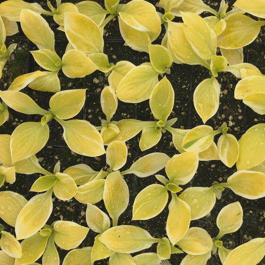 Hosta 'Saint Elmo's Fire' Starter Perennial. Stunning Colors. Loves Shade. Easy to Grow.