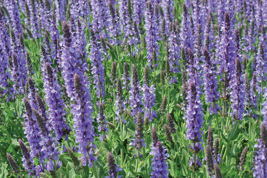 Creek Hill Nursery / Salvia nemerosa 'Blue Hill'