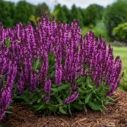3 Salvia nemorosa 'Bumbleberry' Live Perennial Plants. Stunning Colors. Attracts Hummingbirds and Butterflies. Loves Sun. Easy to Grow