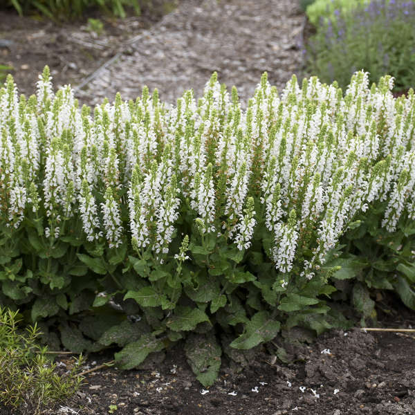 Walters Gardens, Inc. / Salvia 'Bumblesnow'