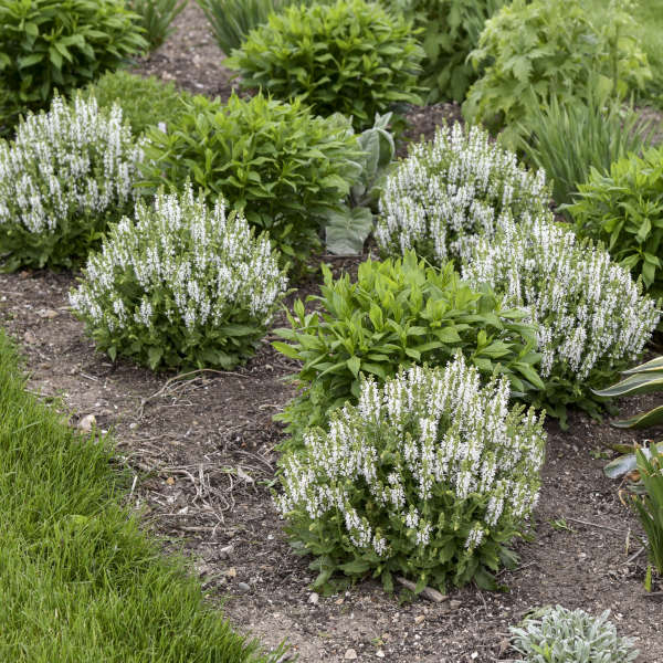 Walters Gardens, Inc. / Salvia 'Bumblesnow'