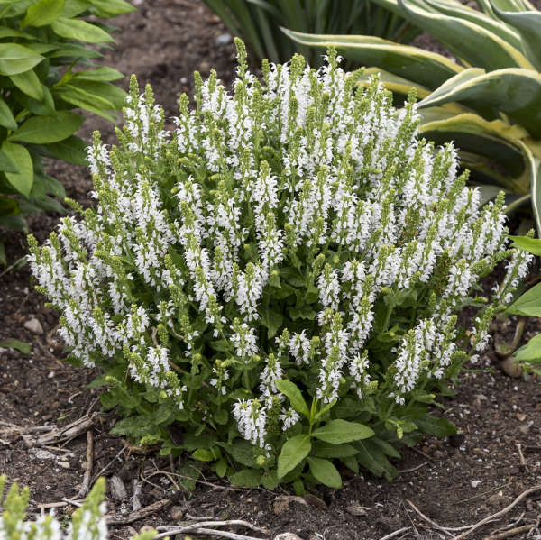 Walters Gardens, Inc. / Salvia 'Bumblesnow'
