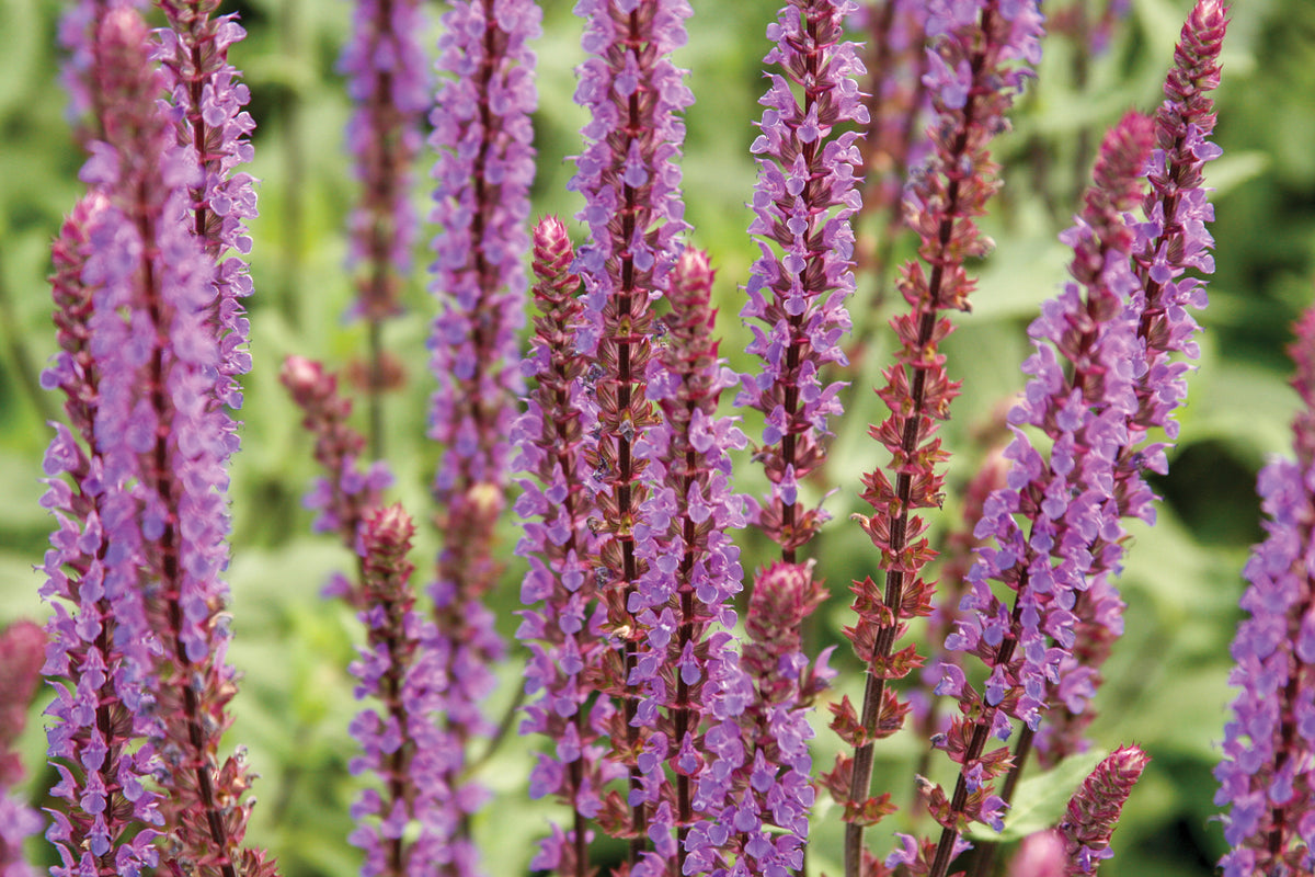 Creek Hill Nursery / Salvia 'Cardonna'