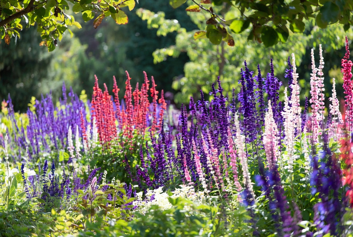 Hosta King / Mixed Salvia