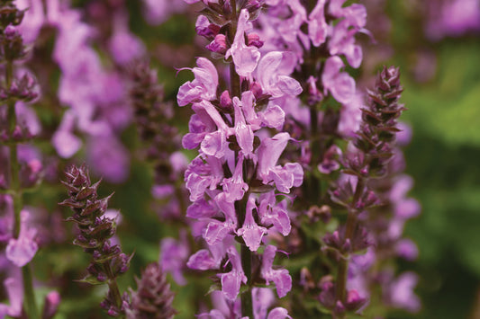 Creek Hill Nursery / Salvia nemorosa 'Rose Marvel'