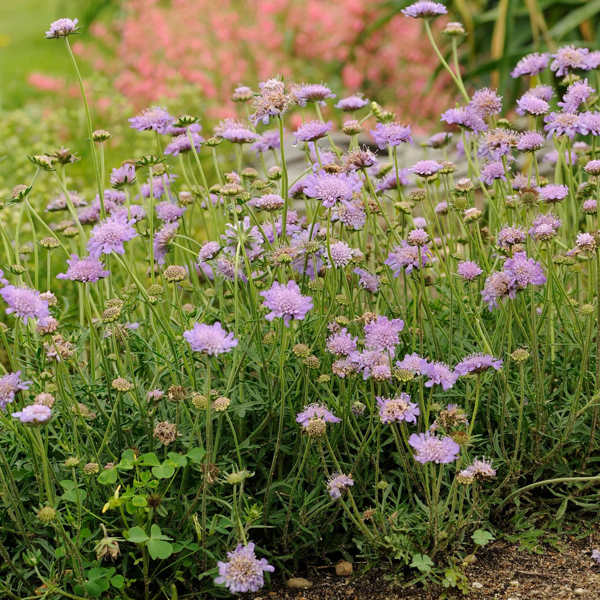 3 Live Scabiosa Columbaria 'Butterfly Blue' Perennial Plants. Pollinator. Attracts Butterflies. Loves Sun. Easy to Grow.