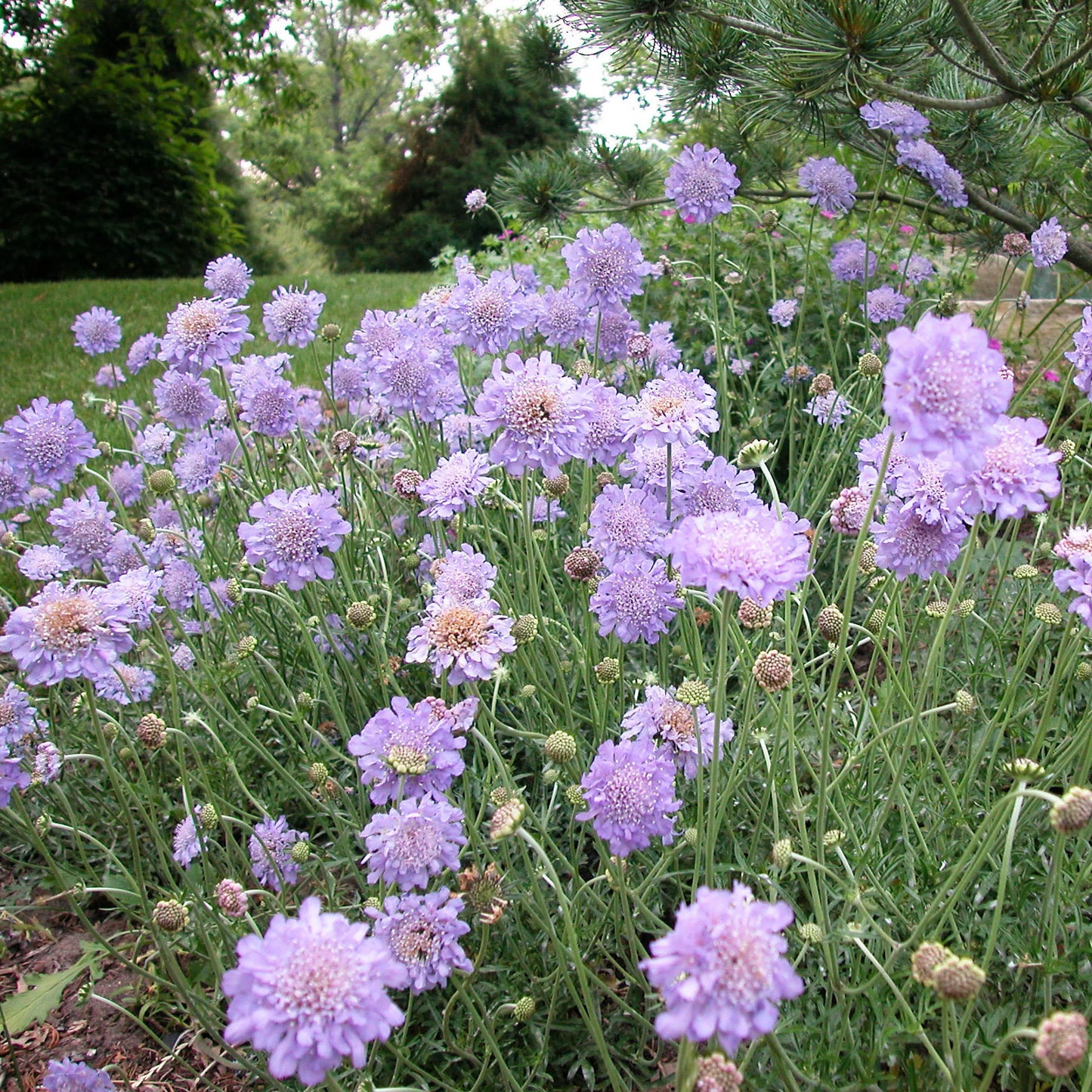 3 Live Scabiosa Columbaria 'Butterfly Blue' Perennial Plants. Pollinator. Attracts Butterflies. Loves Sun. Easy to Grow.