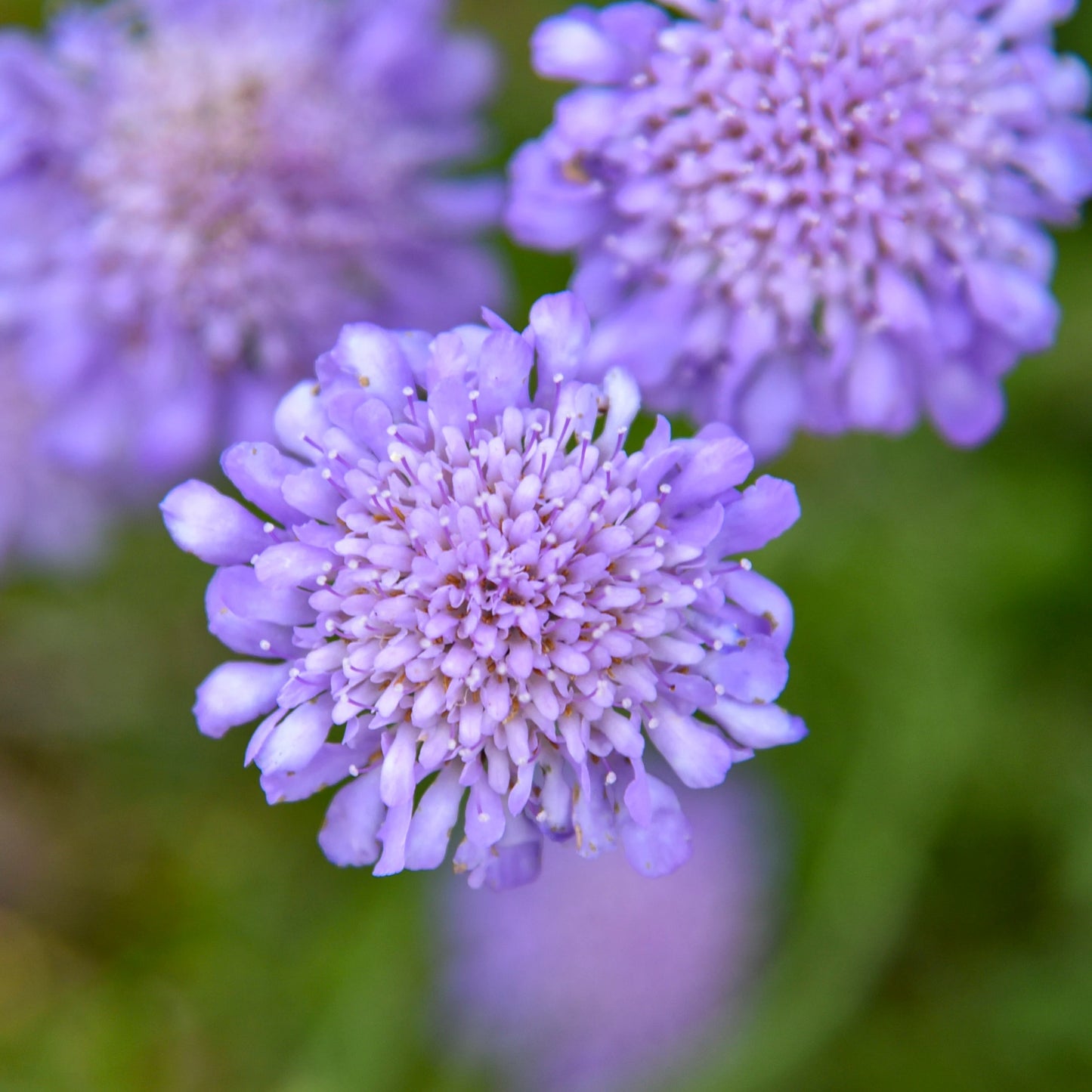 3 Live Scabiosa Columbaria 'Butterfly Blue' Perennial Plants. Pollinator. Attracts Butterflies. Loves Sun. Easy to Grow.