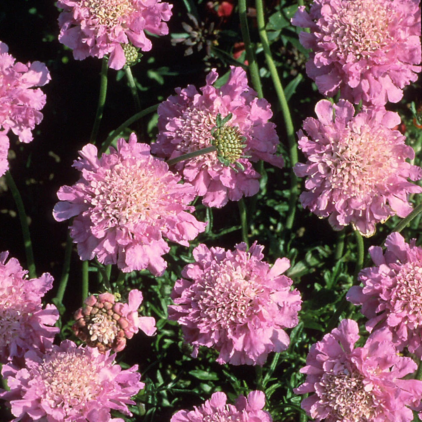 3 Live Scabiosa Pink Perennial Plants. Pollinator. Attracts Butterflies. Loves Sun. Easy to Grow.