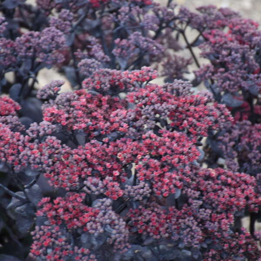 Sedum 'After Dark' Perennial Succulents. Super Healthy and Ready to Plant. Shipped Trimmed.