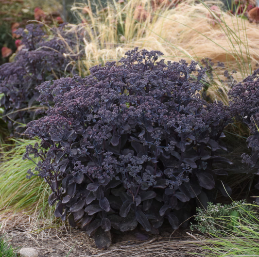 3-Pack Sedum Black Magic Sedum Starter Perennial Succulent. Super Healthy and Ready to Plant.
