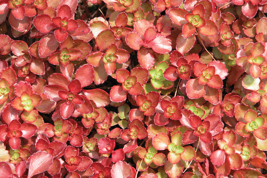 Creek Hill Nursery / Sedum 'Dragon's Blood'