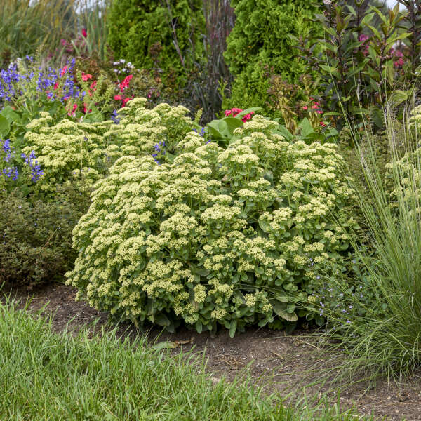 3 Sedum 'Lemon Jade' Starter Perennial Succulents. Super Healthy