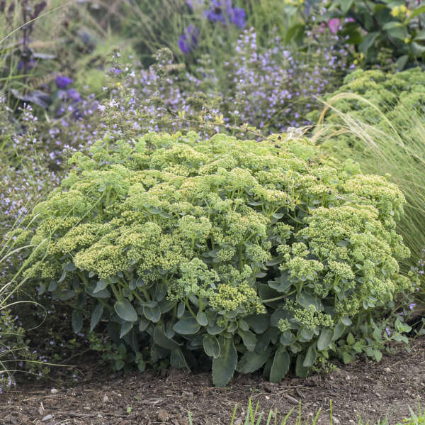 2 Sedum 'Lemon Jade' Starter Perennial Succulents. Super Healthy and Ready to Plant. Shipped Trimmed.