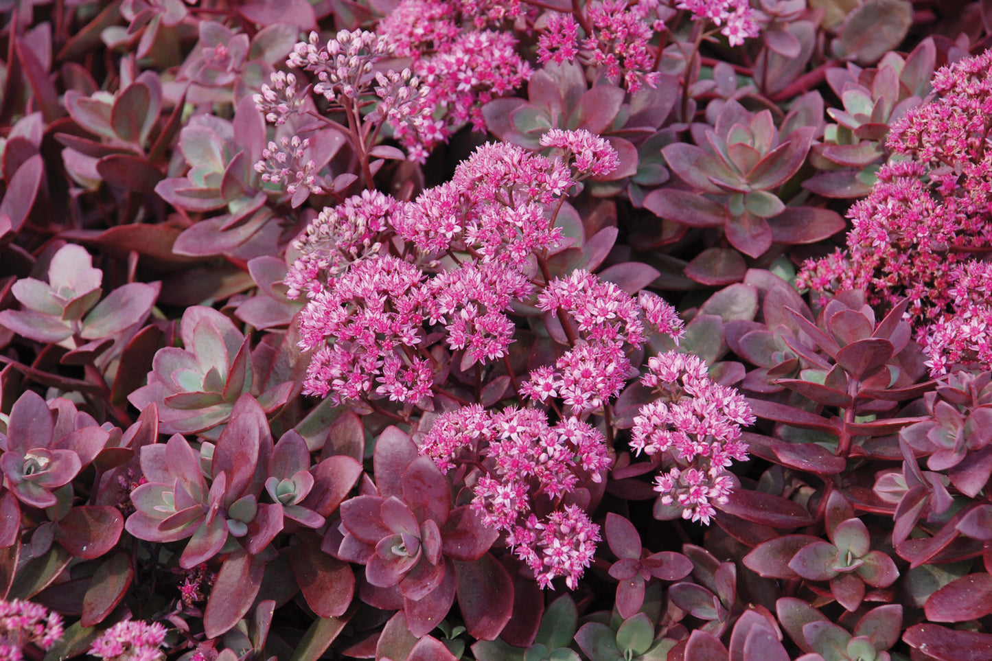 Creek Hill Nursery / Sedum 'Sunsparkler Firecracker' 