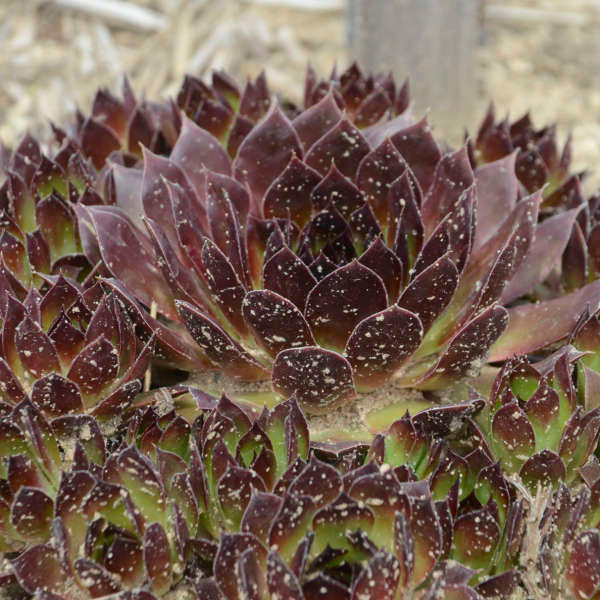 3 Large Sempervivum 'Black' Hens & Chicks Starter Succulents. Super Healthy Perennial. Stunning Black Color.