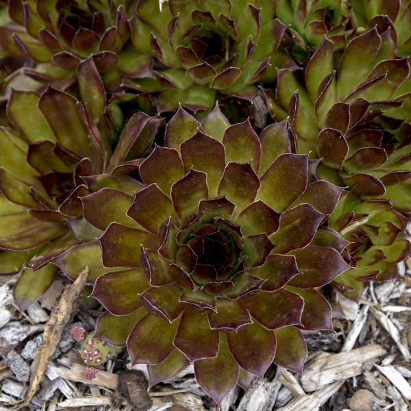 3 Large Sempervivum 'Black' Hens & Chicks Starter Succulents. Super Healthy Perennial. Stunning Black Color.