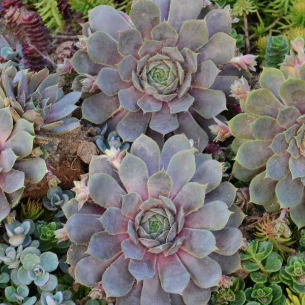 3 Sempervivum 'Pacific Blue Ice' Hens & Chicks Starter Succulents. Super Healthy Perennial.