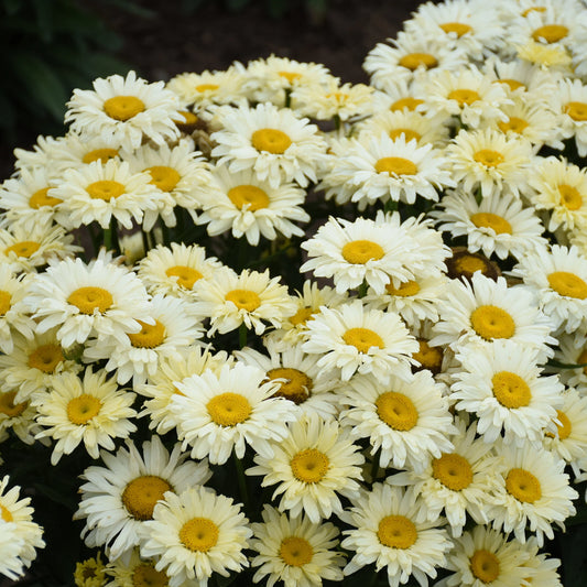 3 Live Banana Cream Yellow Shasta Daises Perennials. Comes Back Every Year. Super Easy to Grow