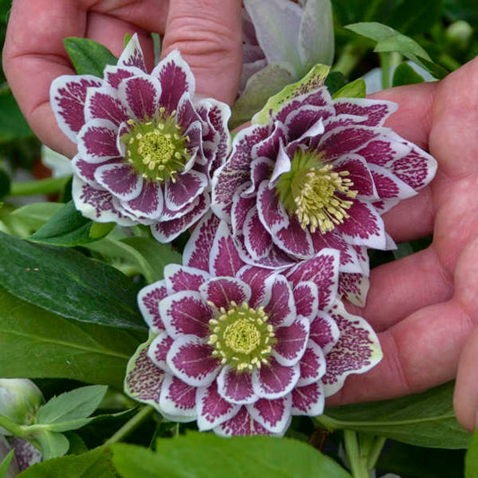 Shotgun Wedding Lenten Rose Perennial. Double White Flowers Dotted with Burgundy.