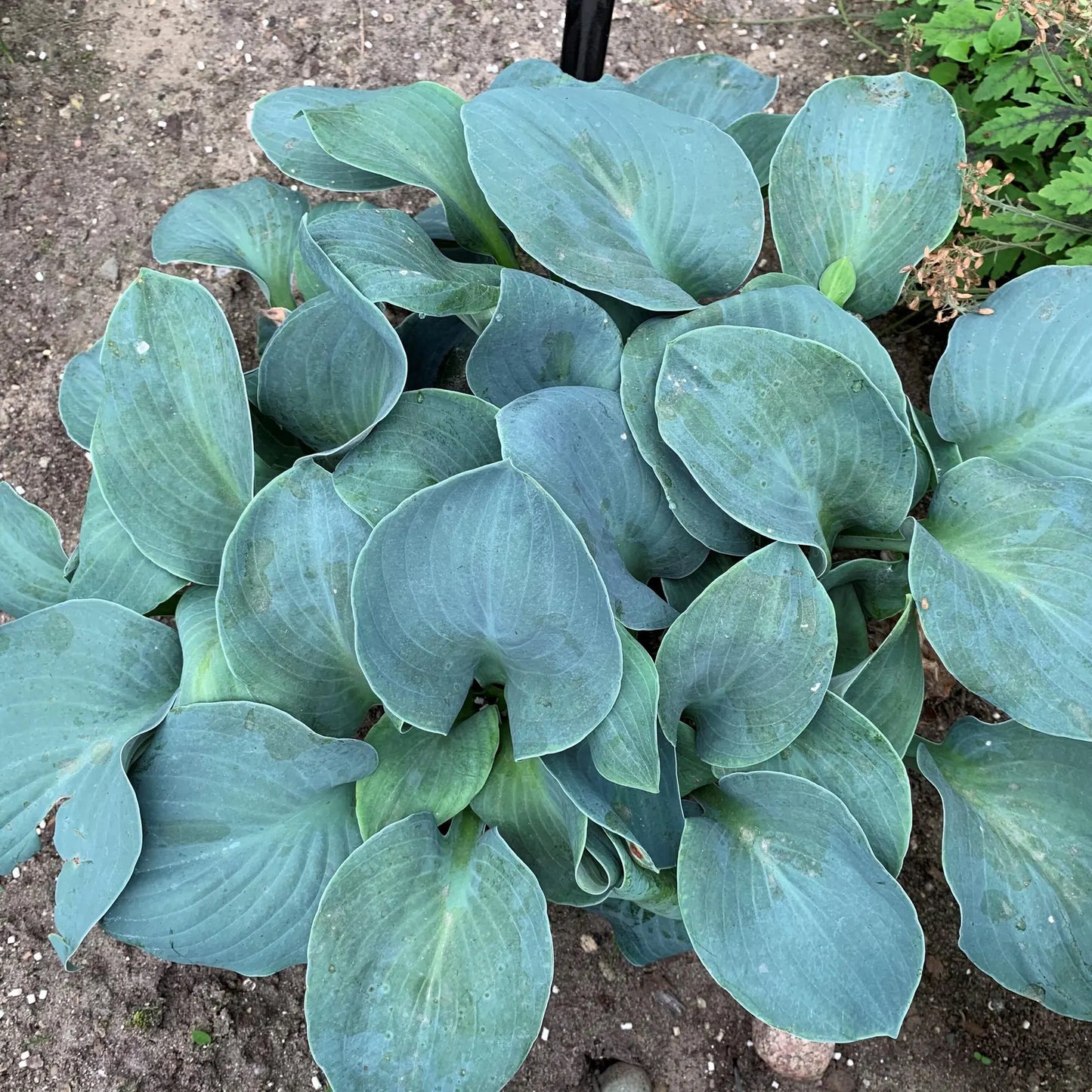 Silver Bullet Hosta rounded blue leaves shipped trimmed and dormant. Super healthy. Rare Hosta.