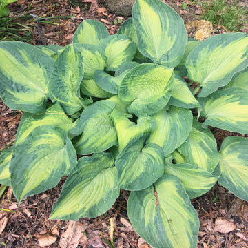 Variegated Hostas – Hosta King