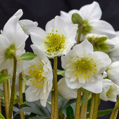 Snowbells Christmas Rose Perennial. Late Winter, Early Spring Bloomer.