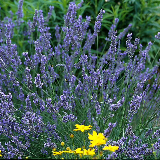 Live Lavandula stoechas Spanish Lavender Starter Perennial Plant. Super Healthy. Ready to Plant.