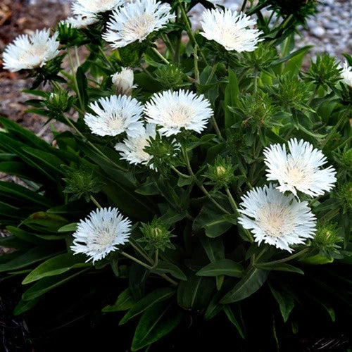 Emerald Coast Growers / Stokesia laevis 'Divinity'