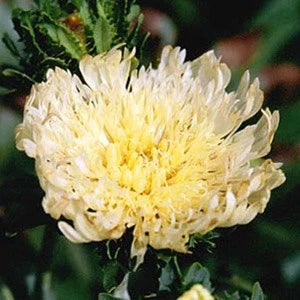 Emerald Coast Growers / Stokesia laevis 'Mary Gregory'