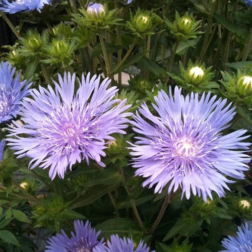 Emerald Coast Growers / Stockesia laevis 'Mel's Blue'