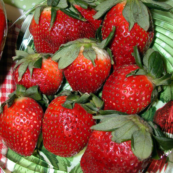 Walters Gardens, Inc. / Strawberries 'Quinault'
