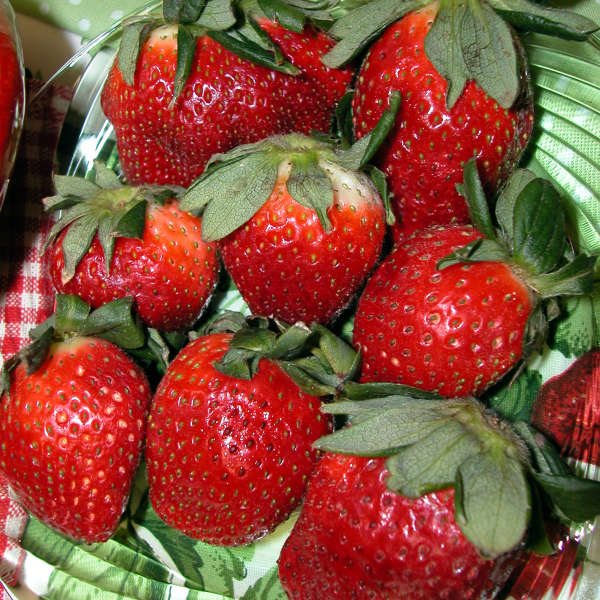 Walters Gardens / Strawberries 'Allstar'