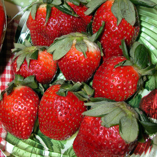 Walters Gardens / Strawberries 'Honeoye'