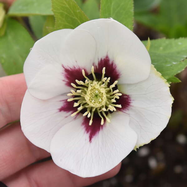 Swiss Alps Lenten Rose Perennial. Be Amazed.