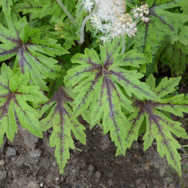 Walters Gardens / Tiarella 'Cutting Edge'