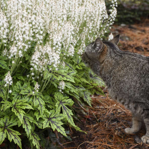 Walters Gardens / Tiarella 'Cutting Edge'