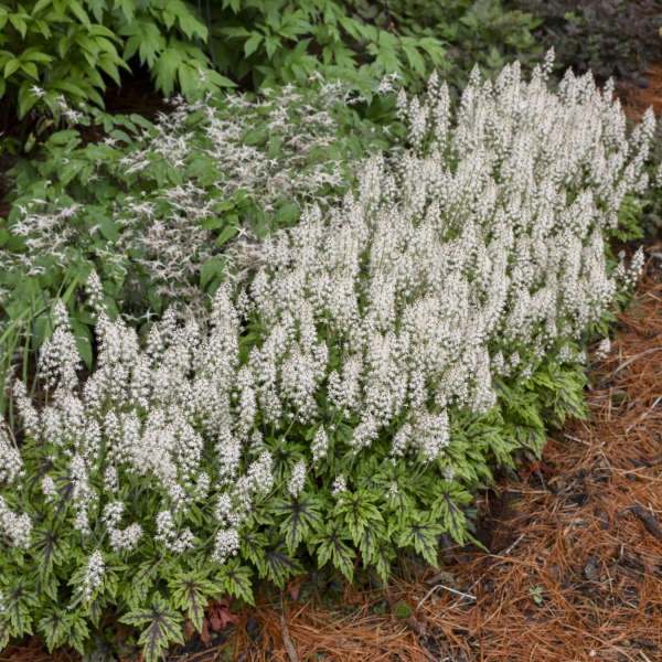 Walters Gardens / Tiarella 'Cutting Edge'