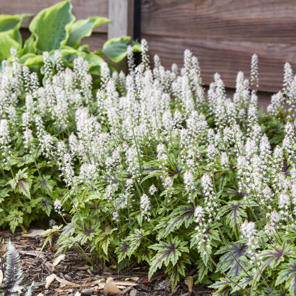 Walters Gardens / Tiarella 'Cutting Edge'