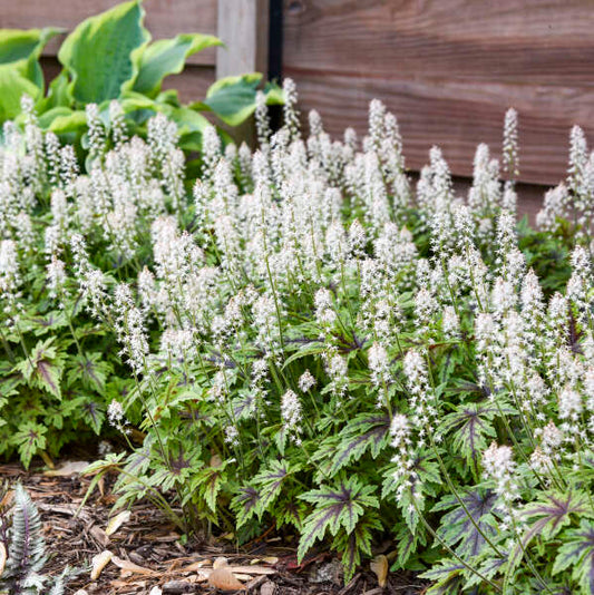 Walters Gardens / Tiarella 'Cutting Edge'