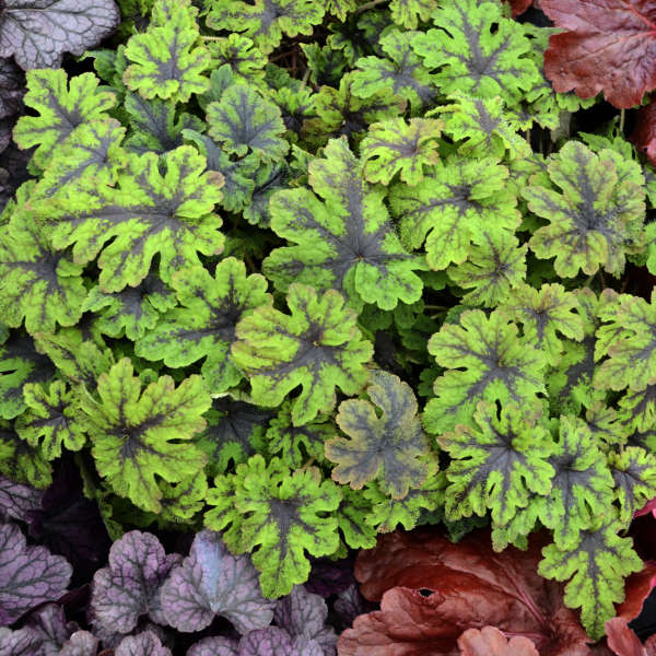 Walters Gardens / Tiarella 'Fingerpaint'