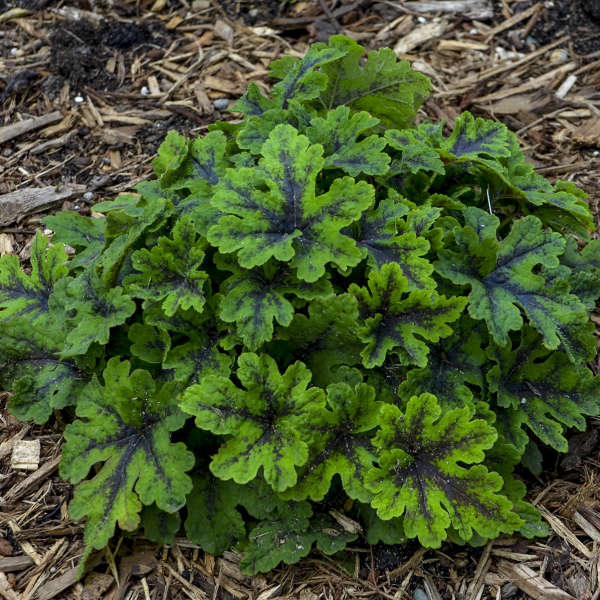 Walters Gardens / Tiarella 'Fingerpaint'