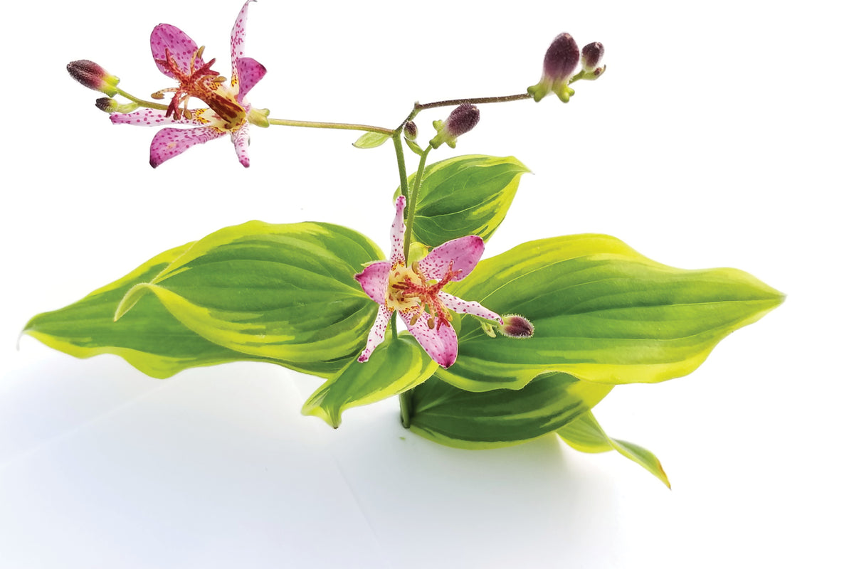 Creek Hill Nursery / Tricyrtis formosana 'Samurai' 