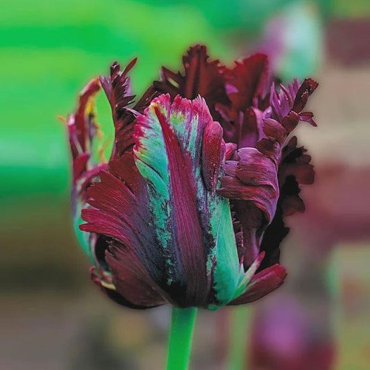 8 Tulip Parrot 'Black Parrot' Starter Perennial Bulbs. Dramatic Standout in Gardens and Arrangements.