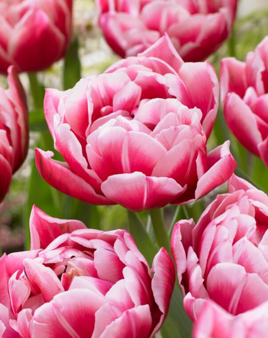 5 Tulipa Double Early 'Columbus' Starter Bulbs. Sturdy Stems, Layered Petals. Loves Full Sun. For Fall Planting.