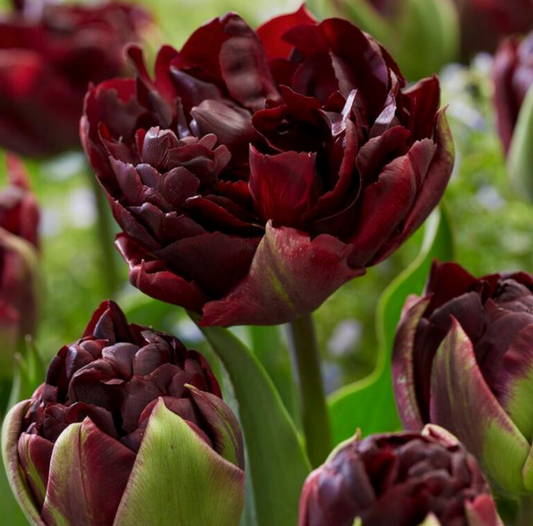 5 Tulipa Double Late 'Palmyra' Starter Bulbs. Sturdy Stems, Layered Petals. Loves Full Sun. For Fall Planting.