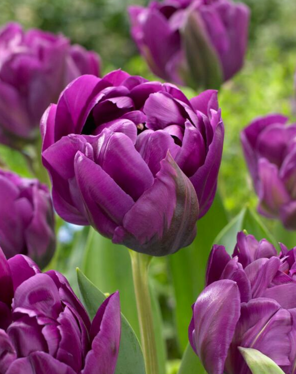 5 Tulipa Double Mid 'Double Negrita' Starter Bulbs. Loves Full Sun. For Fall Planting.