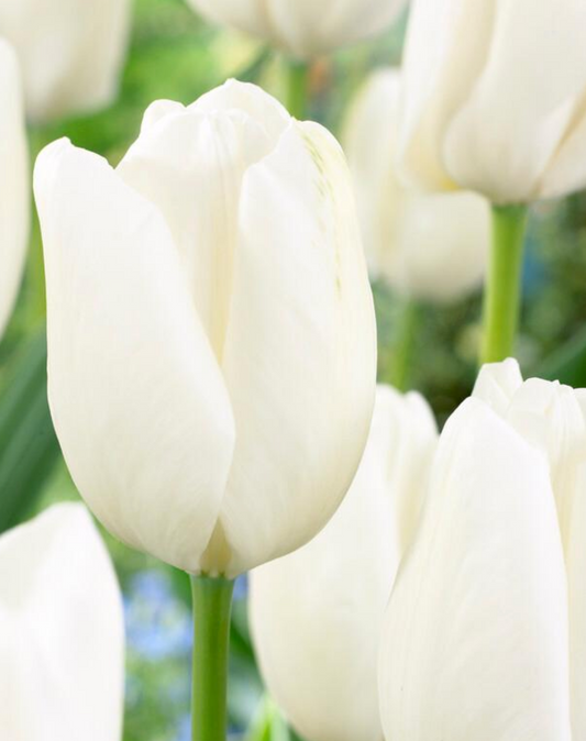 5 Tulipa Darwin Hybrid 'Hakuun' Starter Bulbs. The White Cloud Tulip. Loves Full Sun. For Fall Planting