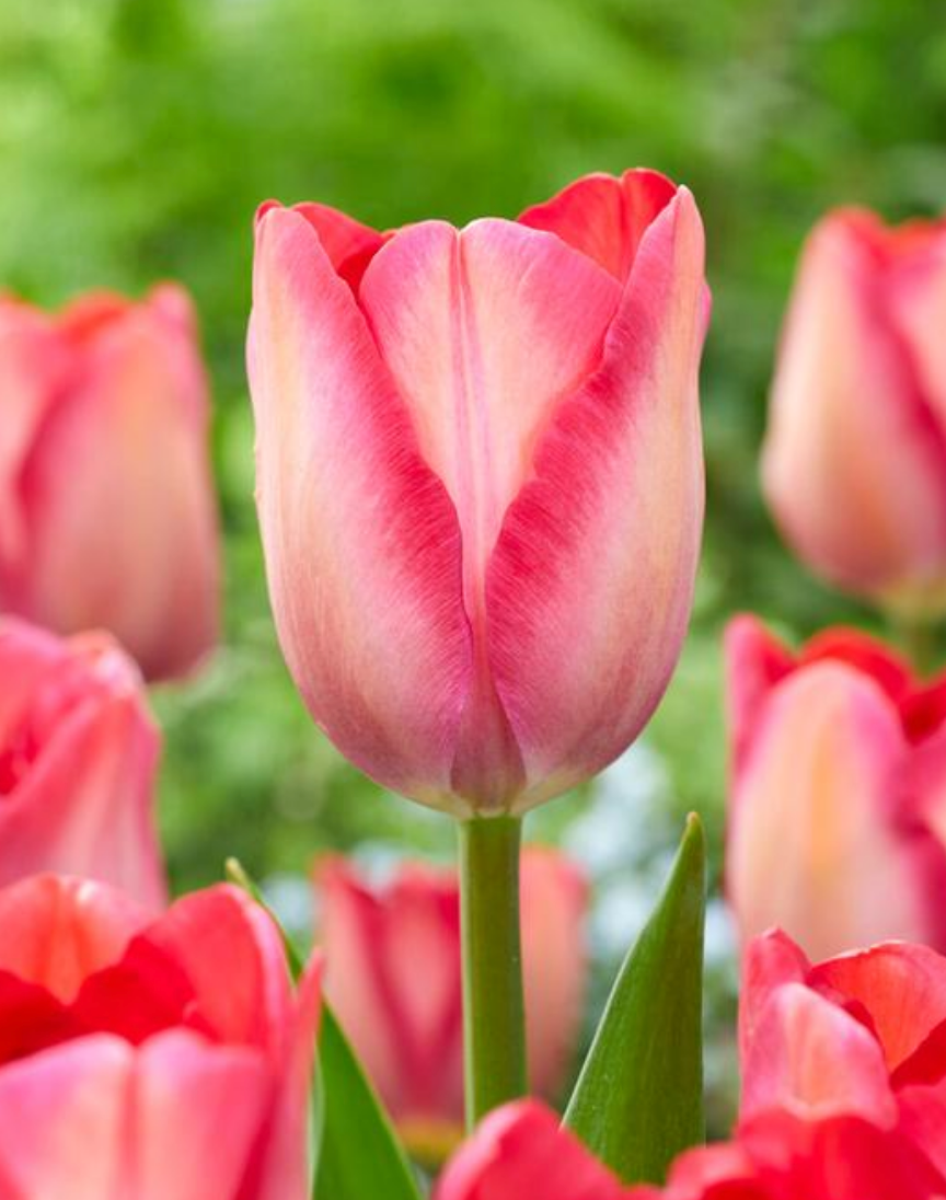 5 Tulipa Darwin Hybrid 'Pink Sound' Starter Bulbs. Large Pink, Creamy Pink & Peach Shades. Loves Full Sun. For Fall Planting.