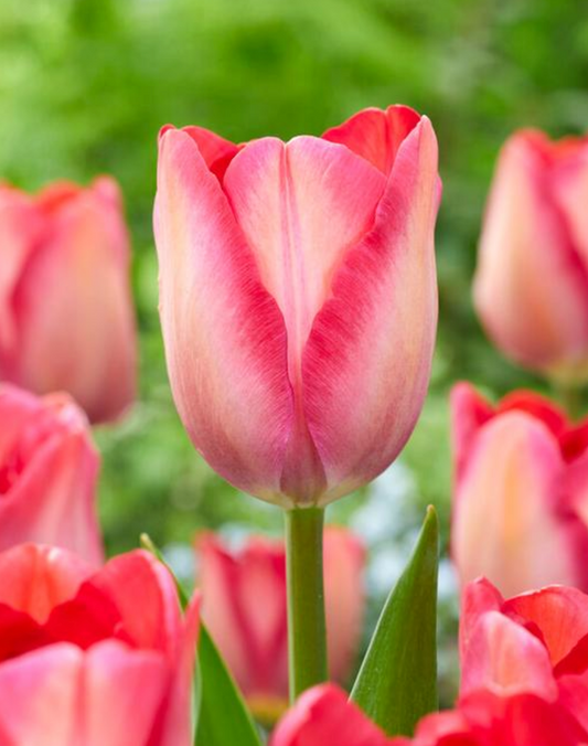 5 Tulipa Darwin Hybrid 'Pink Sound' Starter Bulbs. Large Pink, Creamy Pink & Peach Shades. Loves Full Sun. For Fall Planting.